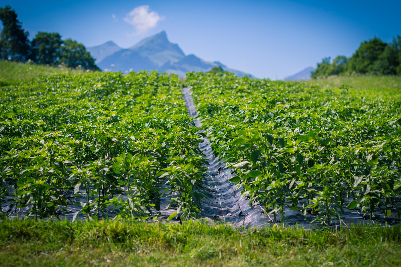 piments_05