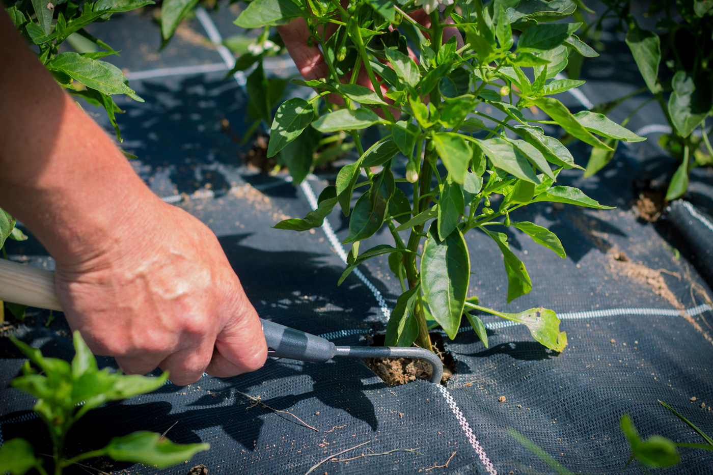 piments_06